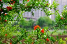 81年石榴木命的人命好不好