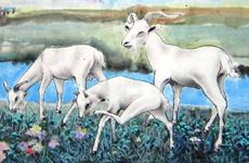 2000龙和2003羊的婚配如何