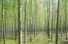 大林木和路旁土能在一起吗