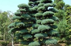 庚寅纳音松柏木