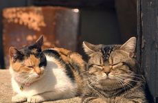 戴头卡压运气吗