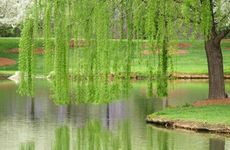 杨柳木命女孩适合什么职业