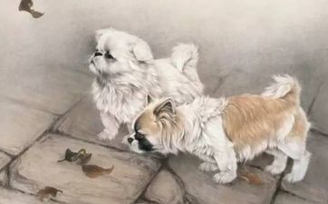 为什么说龙狗越冲越旺