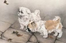 狗和虎适合做夫妻吗