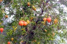 石榴木命适合哪个城市发展