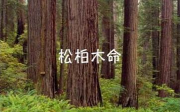 松柏木命忌讳什么方向颜色