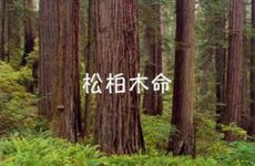 松柏木命忌讳什么方向颜色
