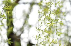 2002年杨柳木最佳婚配