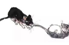 鼠羊在一起不利之处体现在哪些方面