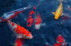 房大人少宅克人不宜买大房