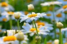 遇到桃花劫的10个征兆