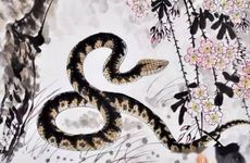 蛇遇鸡定大吉吗
