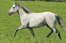 1942年属马人2026全年运势