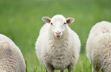 有利属羊人的学习方位在哪