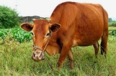 2026年属牛人全年财运怎样