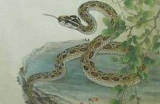 1989年属蛇人2026年全年每月运势运程