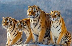 属虎男和属羊女的能过一辈子吗