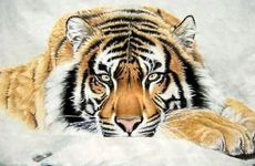 1998年属虎人工作求财哪个方位最好