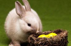 1987年属兔五行缺金怎么办