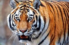 1986年属虎二婚会在哪一年