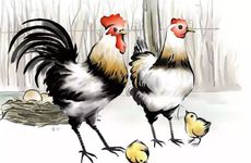 属鸡人2026年有什么灾难