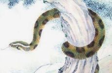 属蛇人命中注定的缘分是谁