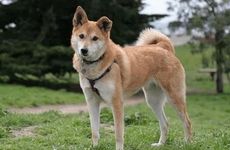 82年属狗人适合做什么生意？