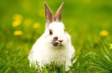 1975年属兔人2026年最危险的一个月