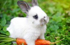 1987年属兔人是什么命