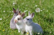 属兔人几月出生大富大贵