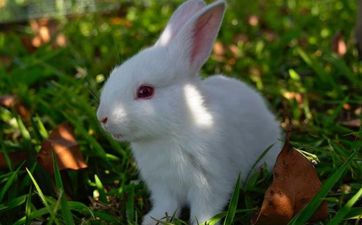 我老公属兔我属蛇婚运势如何