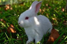 1975年属兔人旺财的4个数字