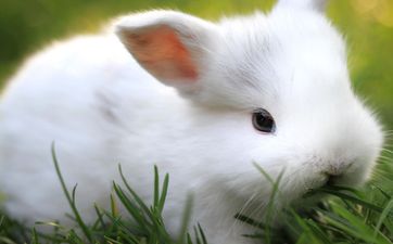 63岁属兔人的寿命有多久