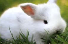 1999年属兔人27岁姻缘