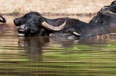 1961年属牛的是什么命 五行属什么