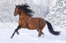 1978年属马人的幸运数字和颜色