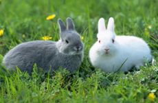 属兔运气不好怎么转运