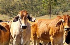 73年属牛2026年很不顺吗