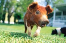 属猪女和属龙男的婚配好吗