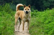 82年属狗的2026年运势和财运