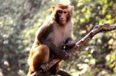 属猴人适合从事什么工作 干什么最挣钱