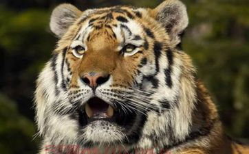 属虎人和什么属相最配最旺财 属虎人和什么属相最配最旺财