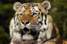 属虎人和什么属相最配最旺财