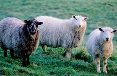 与属羊人不合的三个属相