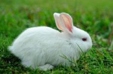 1975年属兔人51岁大劫年