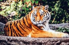 属虎人挂什么山水画旺财