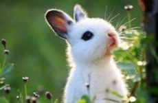 属兔人1987年有孤寡命吗