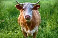 属牛人穿什么衣服旺财