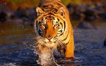 属虎女的正缘桃花是谁