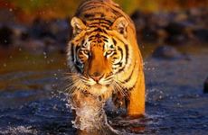 1986年属虎人命中注定的另一半会是谁